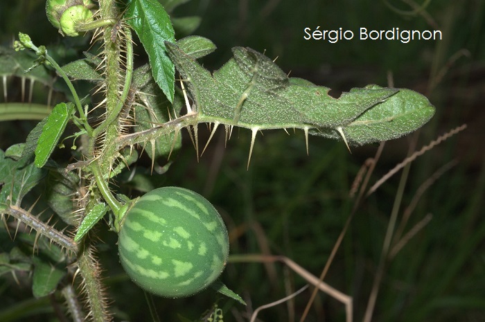 Solanum palinacanthum