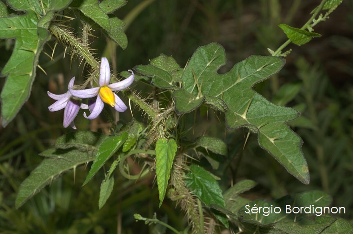 Solanum palinacanthum