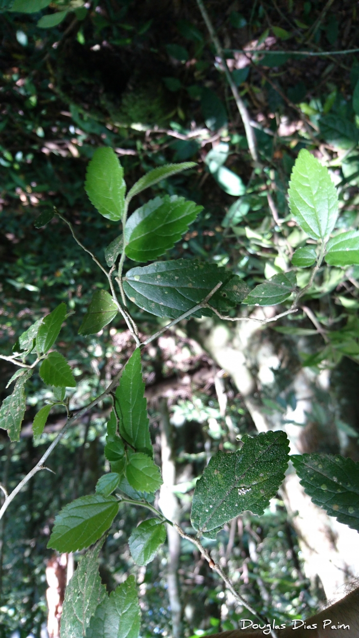 Celtis iguanaea