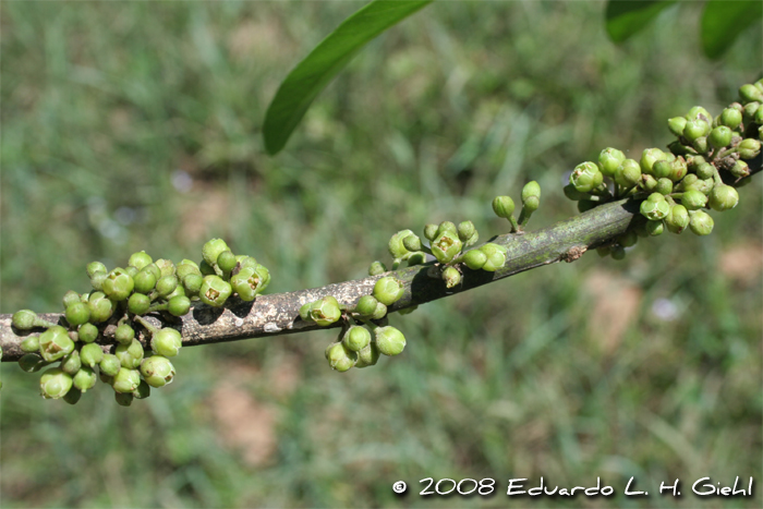 Pouteria gardneriana