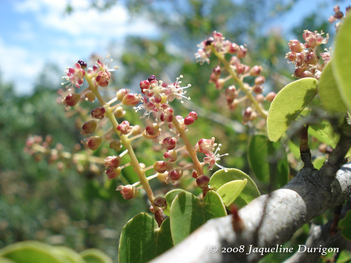 Coccoloba cordata