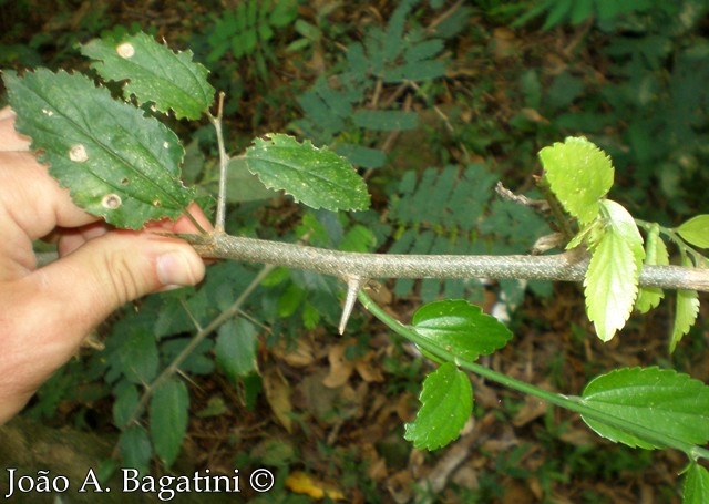 Celtis iguanaea