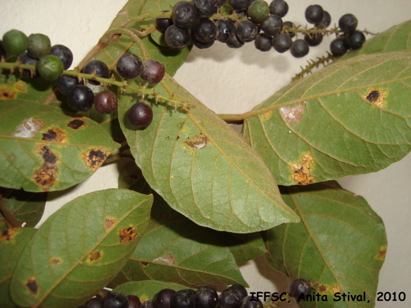 Coccoloba cordata