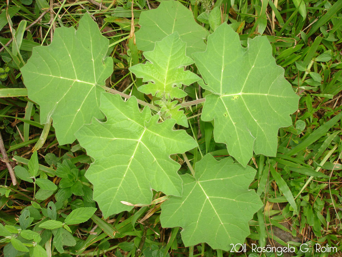 Solanum reflexum