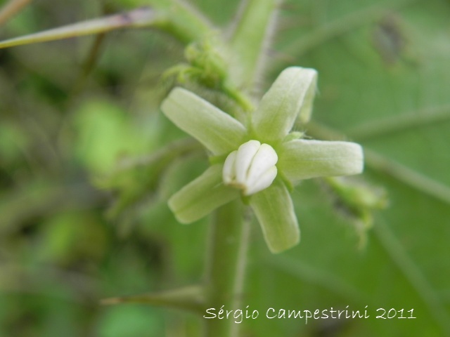 Solanum reflexum