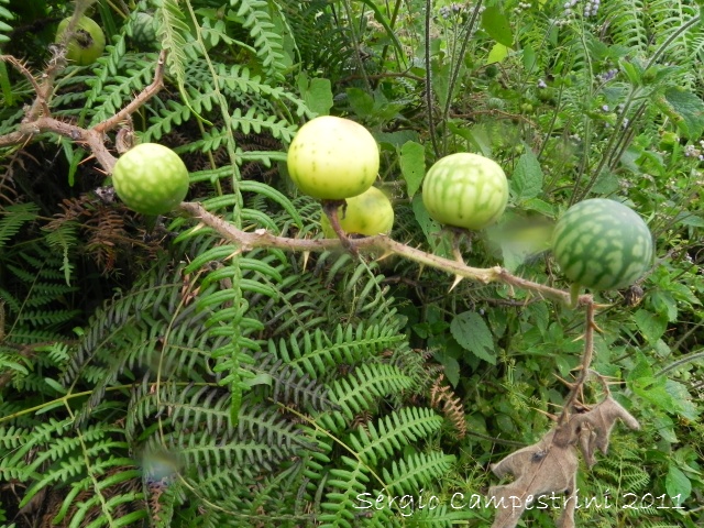 Solanum reflexum