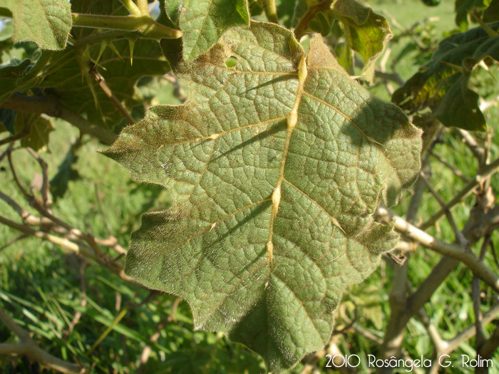 Solanum reflexum