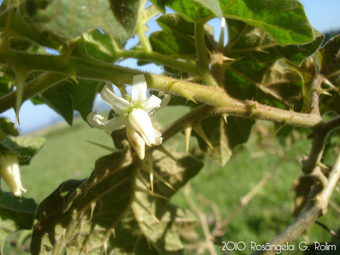 Solanum reflexum