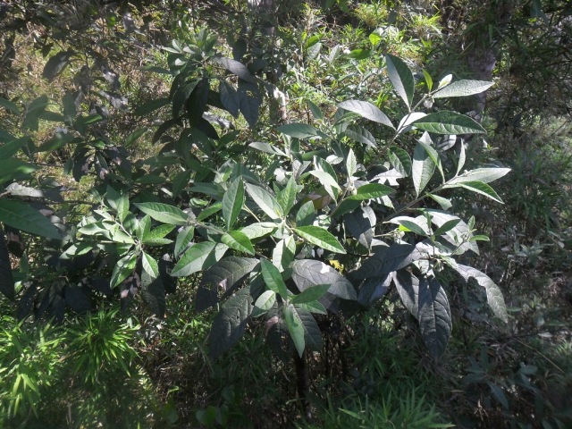 Solanum subsylvestre