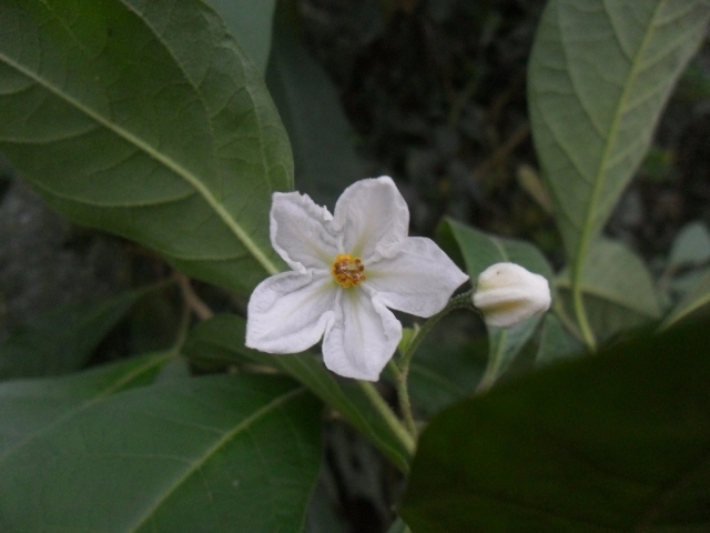 Solanum subsylvestre