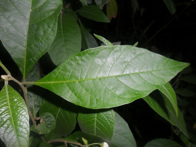 Solanum subsylvestre