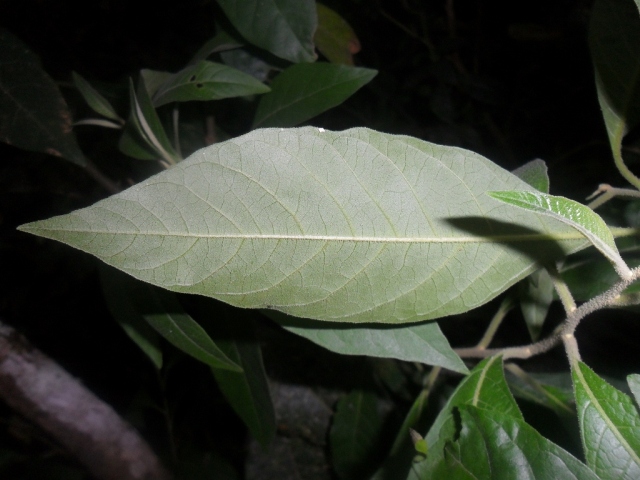 Solanum subsylvestre