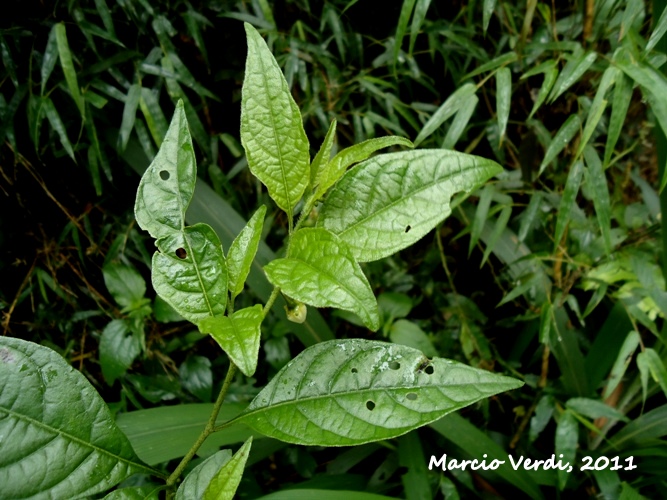 Solanum trachytrichium