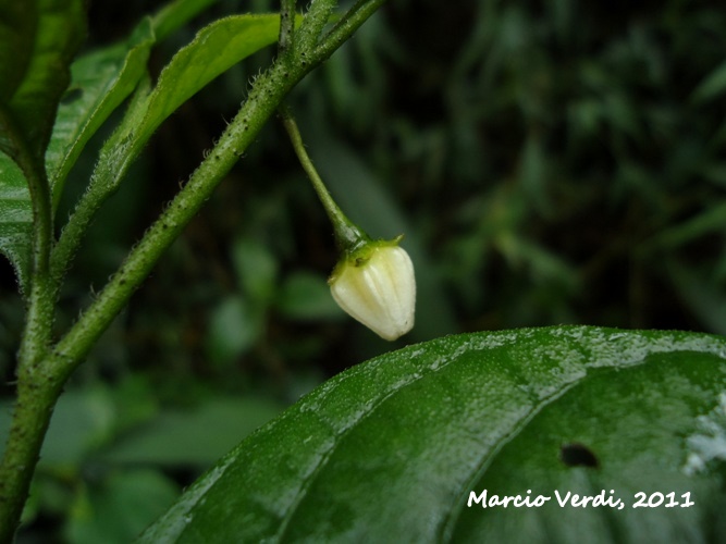 Solanum trachytrichium