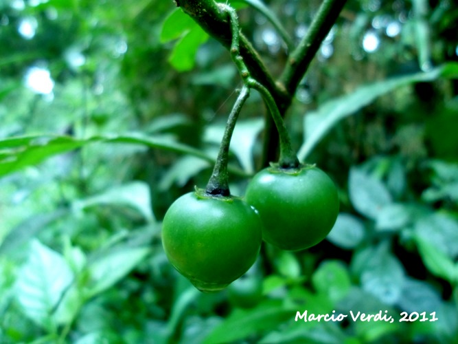 Solanum trachytrichium