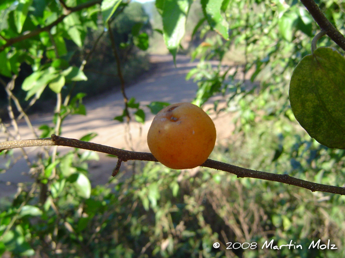 Celtis iguanaea