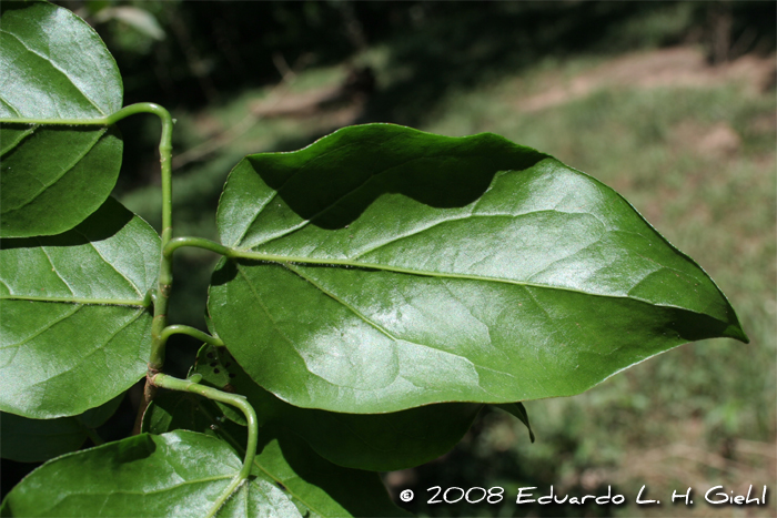 Coccoloba cordata