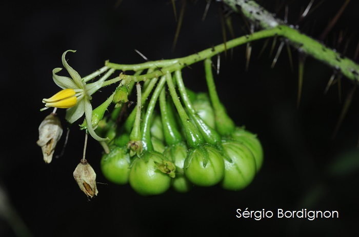 Solanum vaillantii