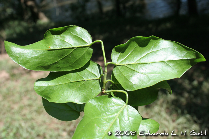 Coccoloba cordata