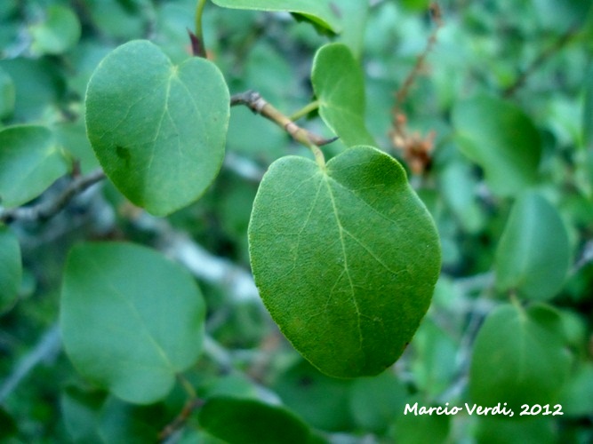 Coccoloba cordata