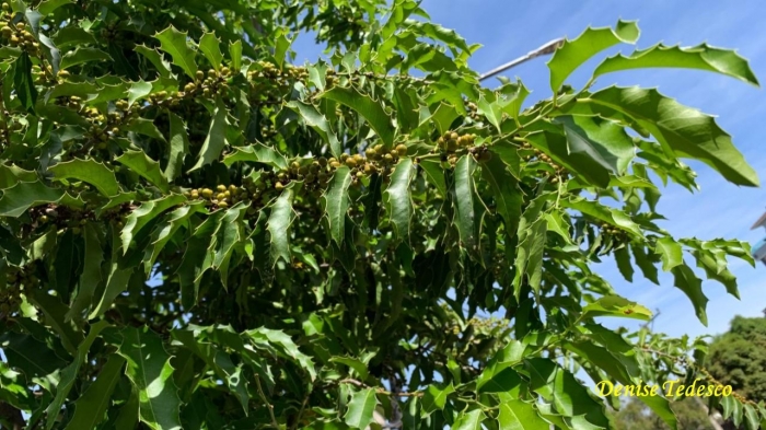 Maytenus ilicifolia