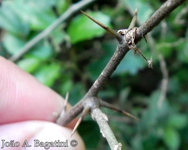 Celtis iguanaea
