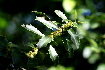 Maytenus ilicifolia