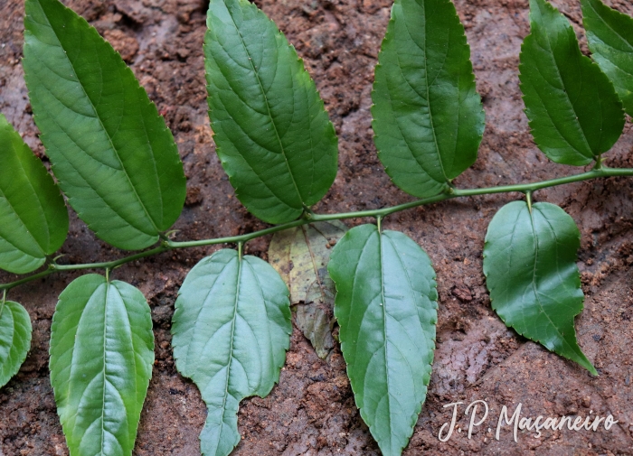 Celtis iguanaea