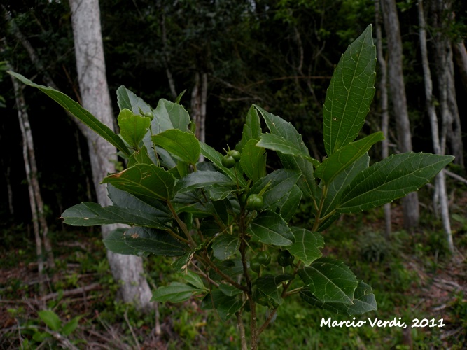 Alchornea triplinervia