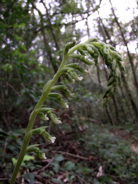 Cyclopogon congestus