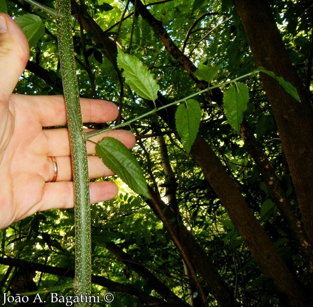 Celtis iguanaea