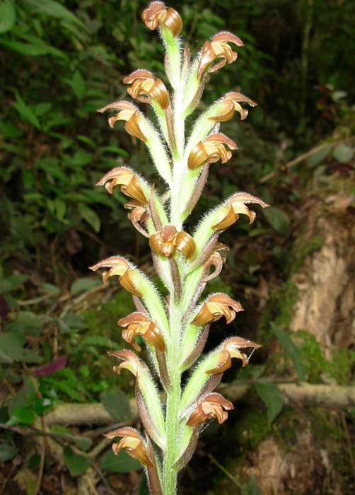 Sarcoglottis ventricosa