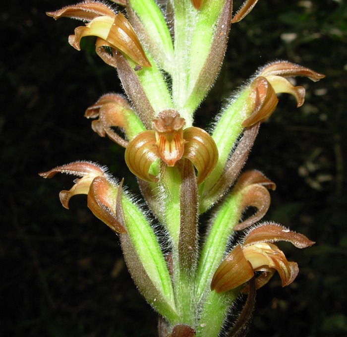 Sarcoglottis ventricosa