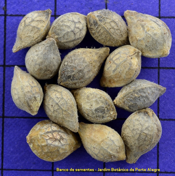 Celtis iguanaea