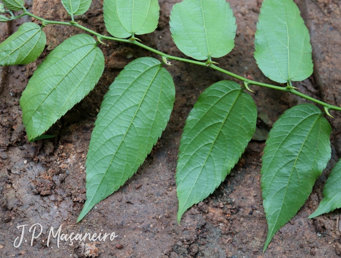 Celtis iguanaea