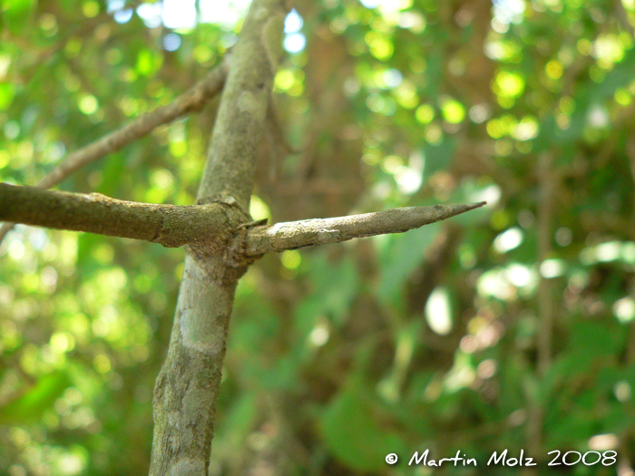 Celtis iguanaea
