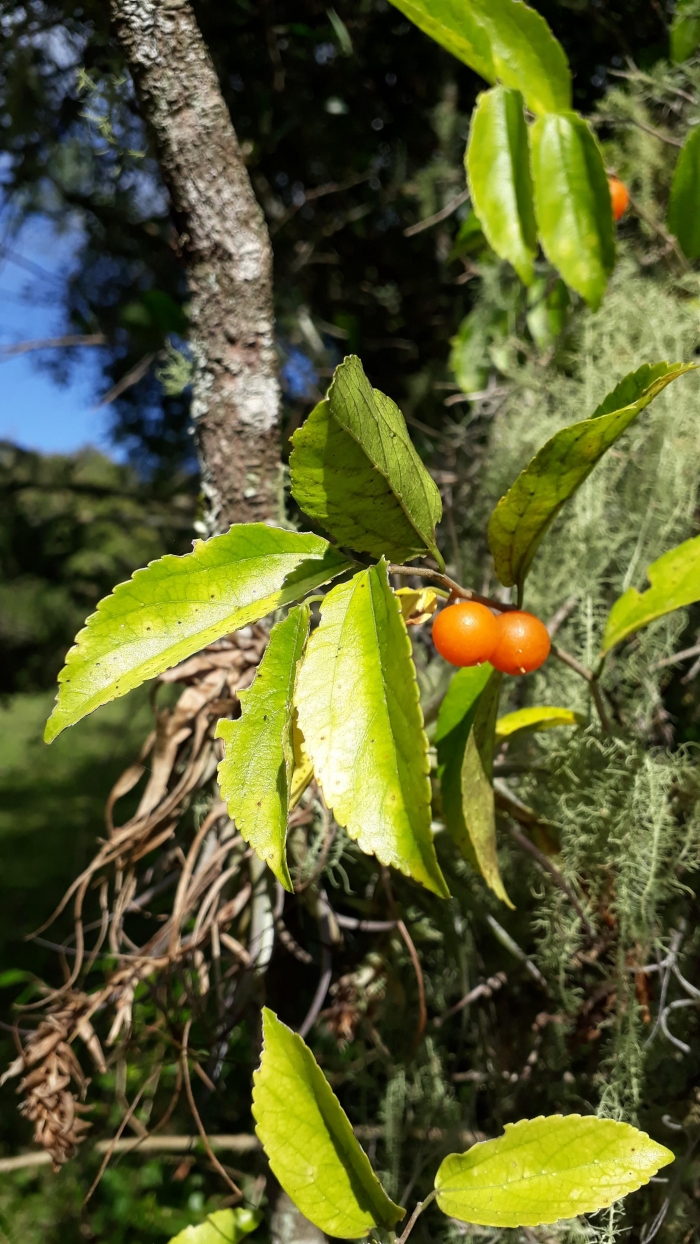 Celtis iguanaea