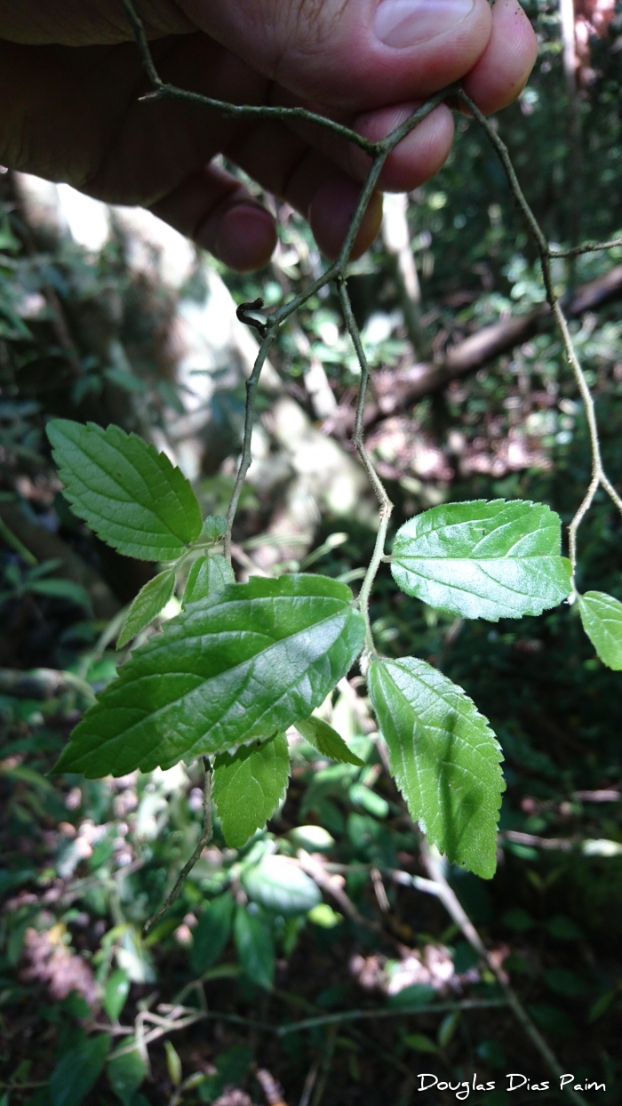 Celtis iguanaea