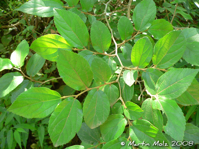 Celtis iguanaea