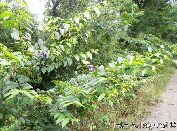 Celtis iguanaea