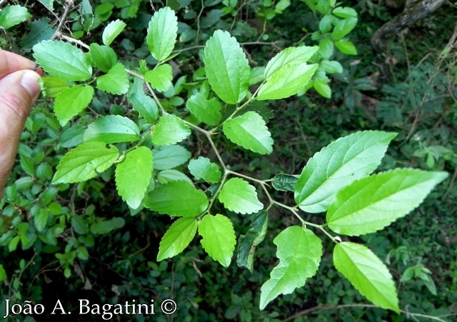 Celtis iguanaea