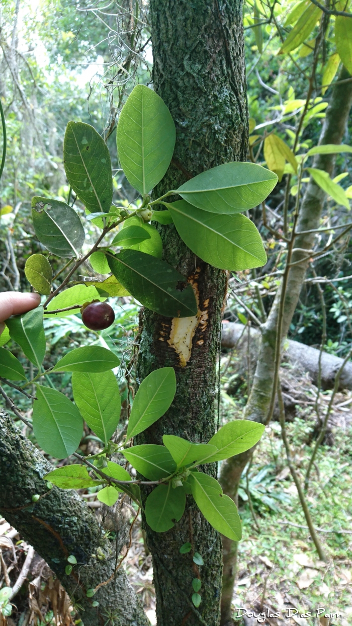 Diospyros inconstans