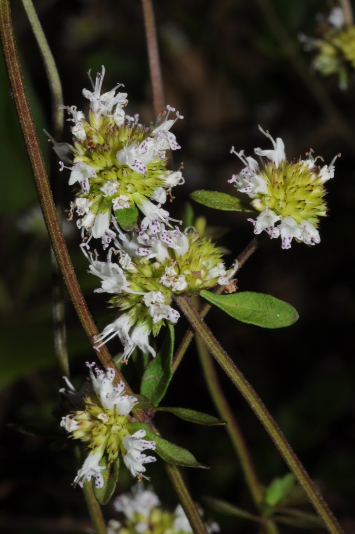 Cunila microcephala