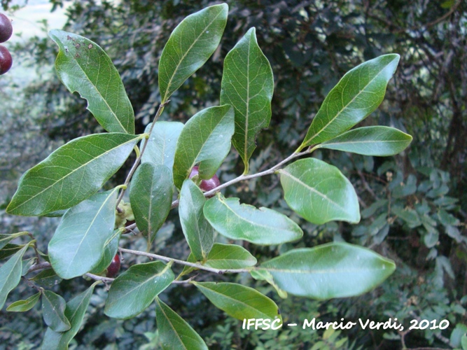 Diospyros inconstans