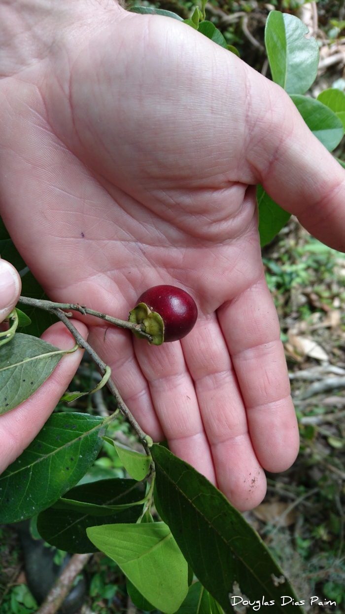 Diospyros inconstans