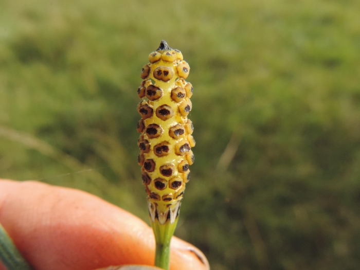 Equisetum giganteum