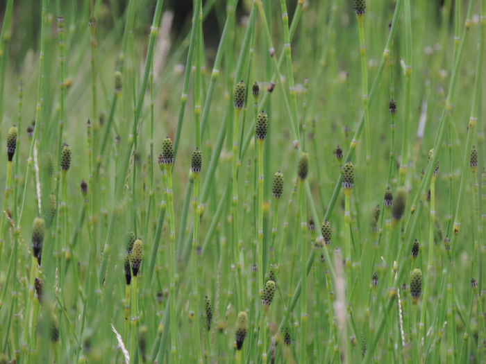 Equisetum giganteum