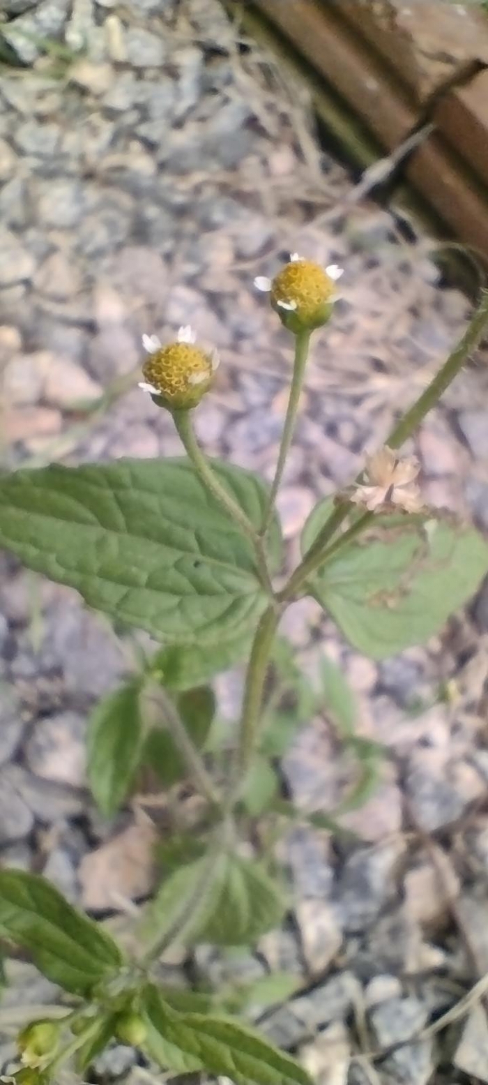 Galinsoga parviflora