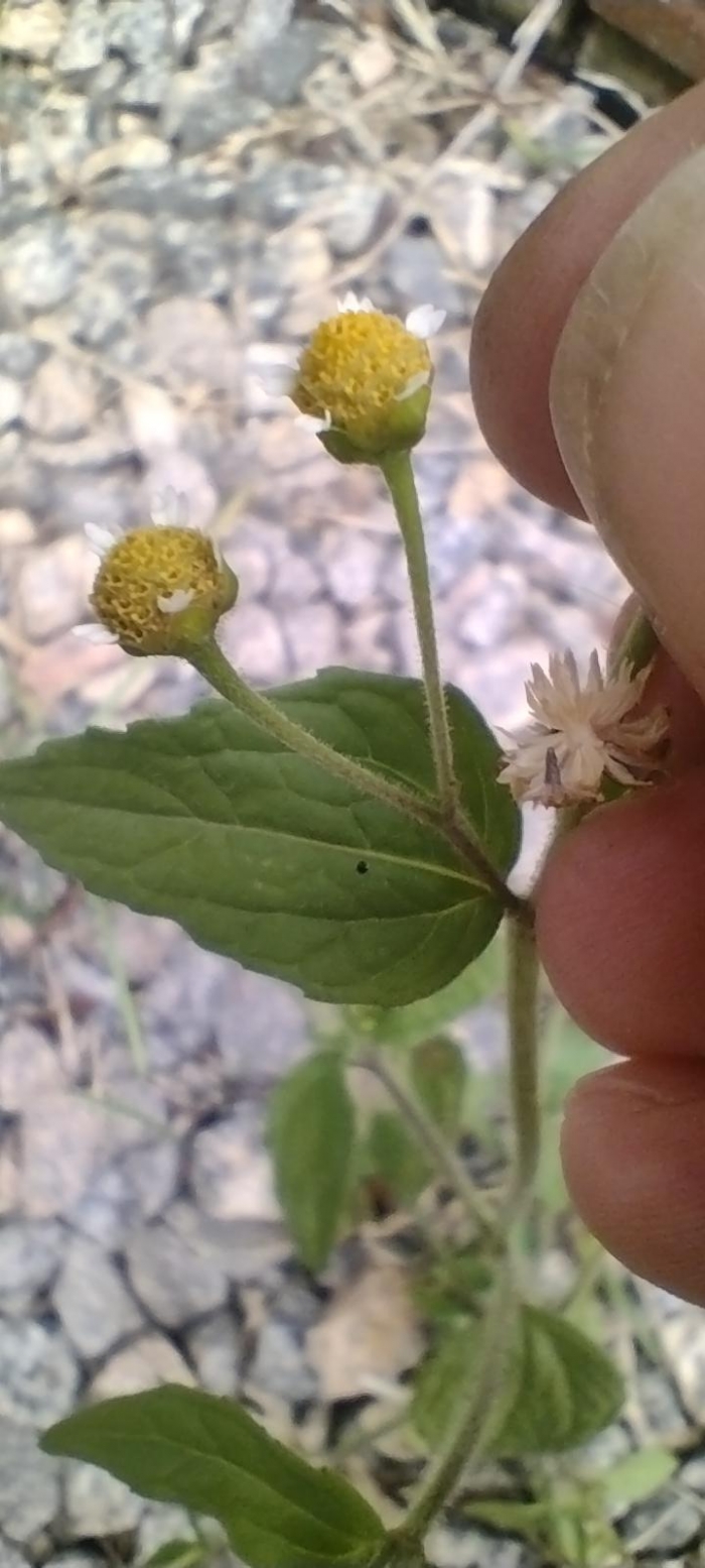 Galinsoga parviflora