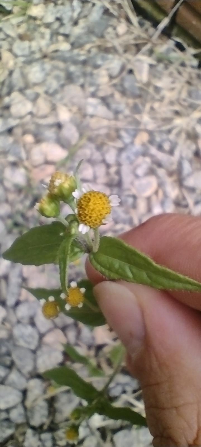 Galinsoga parviflora